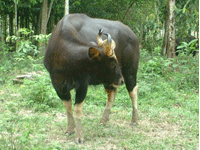 Wild Ox