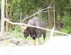  Wild Ox